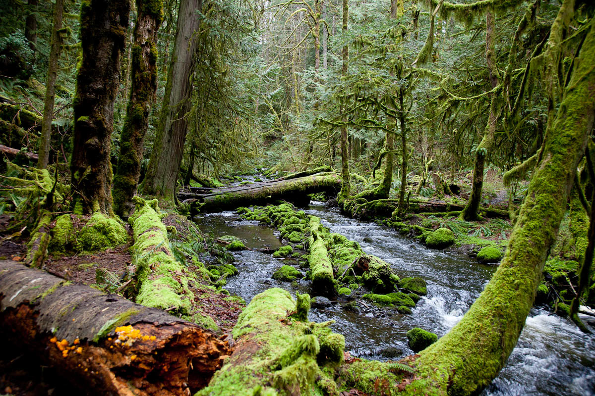 Maintenance of hydrologic function and fish habitat - Old Growth Forest ...