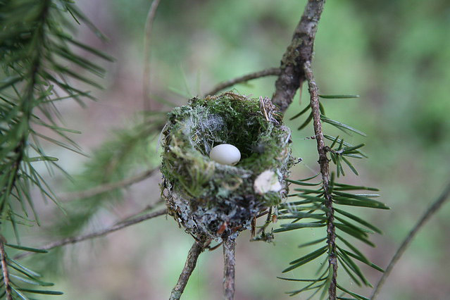 habitat_hummingbird-nest_9-Flickr-Photo©Rosie Perera-6794035737_fc00db673c_z